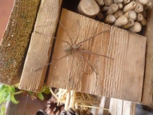 spider